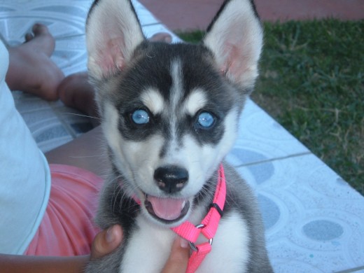 Yo soy Daisy y tengo dos meses de nacida y me gusta posar a la camara